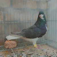 5عدد کرمونی آس شهرستانی|پرنده|مشهد, هفده شهریور|دیوار