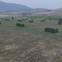 یونجه بسته بندی درجه یک