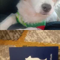 سگ اشتپیزکراک