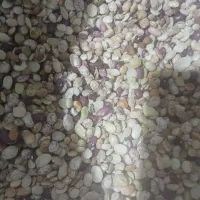 لوبیا آشی ۱۰۰۰