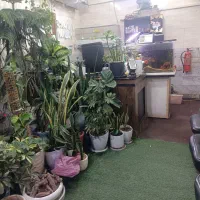 تاکسی تلفنی پرستو