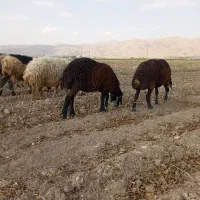 دو عدد میش یک راس چپش نر