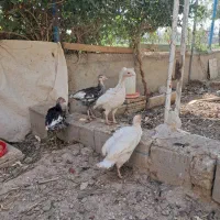 فروش جوجه مرغ سه ماهه وبوقلمون