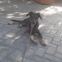 سگ دوبرمن ماده تربیت شده
