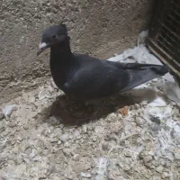 هفت رنگ