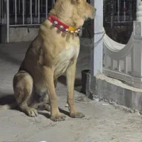 سگ دزدیده شده|سگ|مشهد, فرخد|دیوار