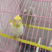 عروس هلندی|پرنده|اصفهان, ارداجی|دیوار