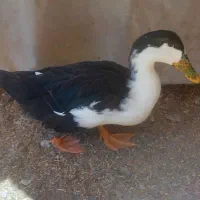 مرغابی به دلیل کمبود جا به فروش میرسد