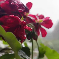 تور شمال  گیلان گردی|تور و چارتر|شیراز, شهرک گلستان|دیوار