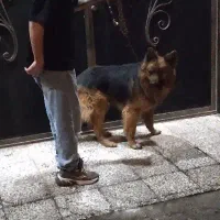 واگذاری ژرمن شپرد