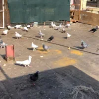 چند عدد پرنده خوب عالی