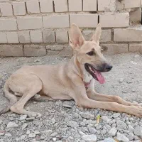 سگ نگهبان