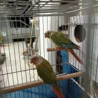 جفت گرینچیک|پرنده|بانه, |دیوار