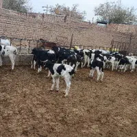 فروش گوساله شیری و قطع شیر