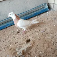 طوقی|پرنده|کرخه, |دیوار