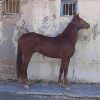 اسب نریان کرد