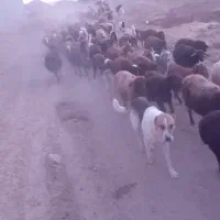 سگ نگهبان یا گله