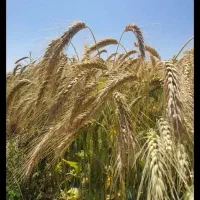 فروش گندم بزرآبی اکراین