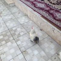 مرغ خروس برهما