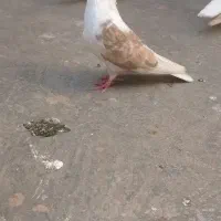 تعدادی طوقی دبال وکربلای و آلمانی پلاکی|پرنده|مینودشت, |دیوار