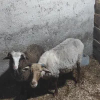 گوسفند با بره نر|حیوانات مزرعه|رویان, |دیوار