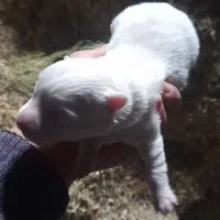 توله عروسکی|سگ|سراب, |دیوار