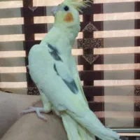 عروس هلندی دوکت و تکخال