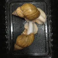 حلزون آلبینو