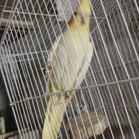 فروش دو عدد عروس هلندی لوتینو و گلباقالی