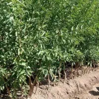 فروش انواع آنها های مرکبات ونهال های خاص