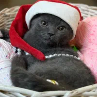 بیریتیش بلو