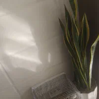 گل طبیعی،سانسوریا،زاموفیلیا،یوکا،کاکتوس|گل و گیاه طبیعی|قم, کوه سفید|دیوار