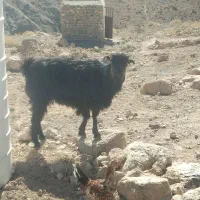 شیرمود فروشی خراج