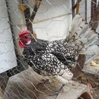 خروس  مینیاتوری|پرنده|اسلام‌شهر, شهرک سالور|دیوار