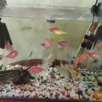 آکواریوم|ماهی|تهران, زهتابی|دیوار