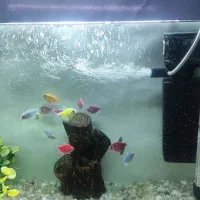 آکواریوم بدون ماهی