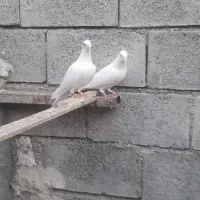 کبوتر|پرنده|میناب, |دیوار