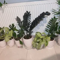 زاموفیلیا بلک وسبز|گل و گیاه طبیعی|ارومیه, |دیوار