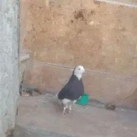 کبوتر شازده نر