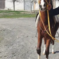 اسب پنج نشان عالی