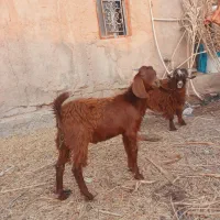 یک کره نر و یک کره ماده فروشی
