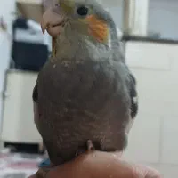 پرنده ی گمشده