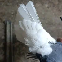 کفتر دم‌سفید