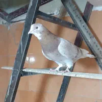 عصاره دیویس سیصد کفتر (کفتر کفتر بازی)