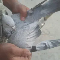 کبوتر|پرنده|شیراز, درکی|دیوار