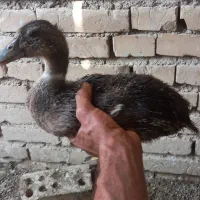 معاوضه اردک باغاز یا قوغاز|حیوانات مزرعه|کرخه, |دیوار