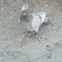 کفتر هوایی زرنگ|پرنده|شیراز, فاضل|دیوار