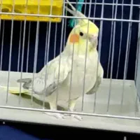 مرواریدی|پرنده|نی‌ریز, |دیوار