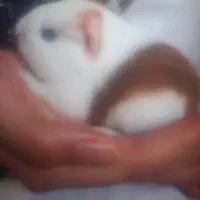 خوکچه هندی|موش و خرگوش|کرمان, |دیوار