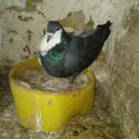 کفتر|پرنده|تربت‌حیدریه, قائم|دیوار